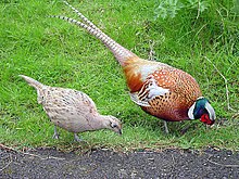 Female and Male Common Pheasant